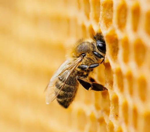 نحلة على خلية عسل